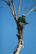 Photo of one of our tree surgeons in Cheltenham removing broken branches from a tree.
